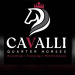 Cavalli Qh